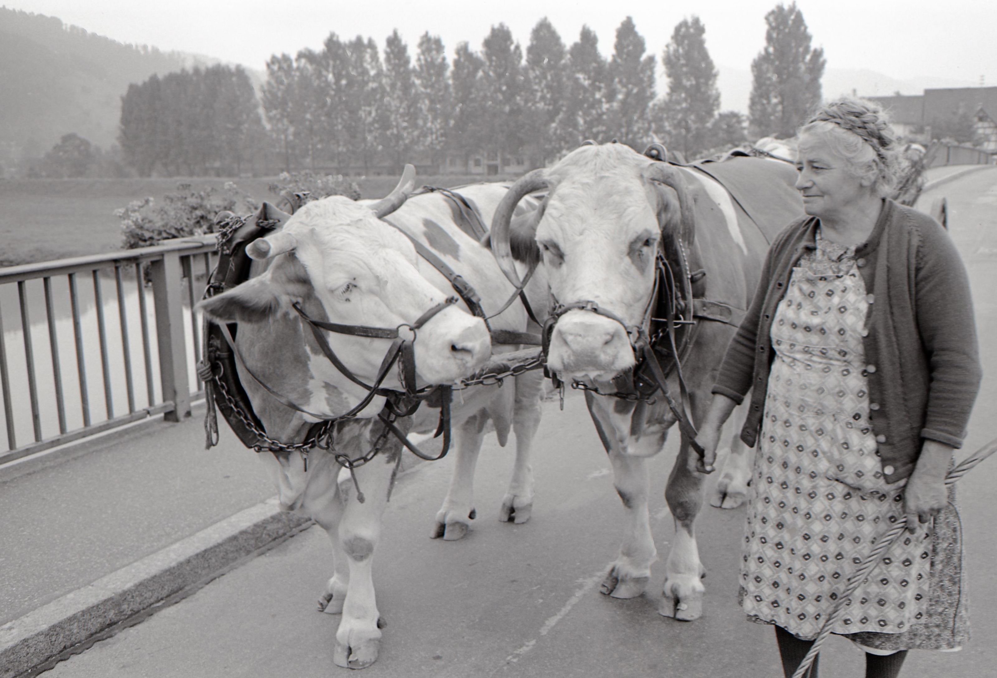 Bäuerin mit Wagen und ihren Kühen auf der Kinzigbrücke