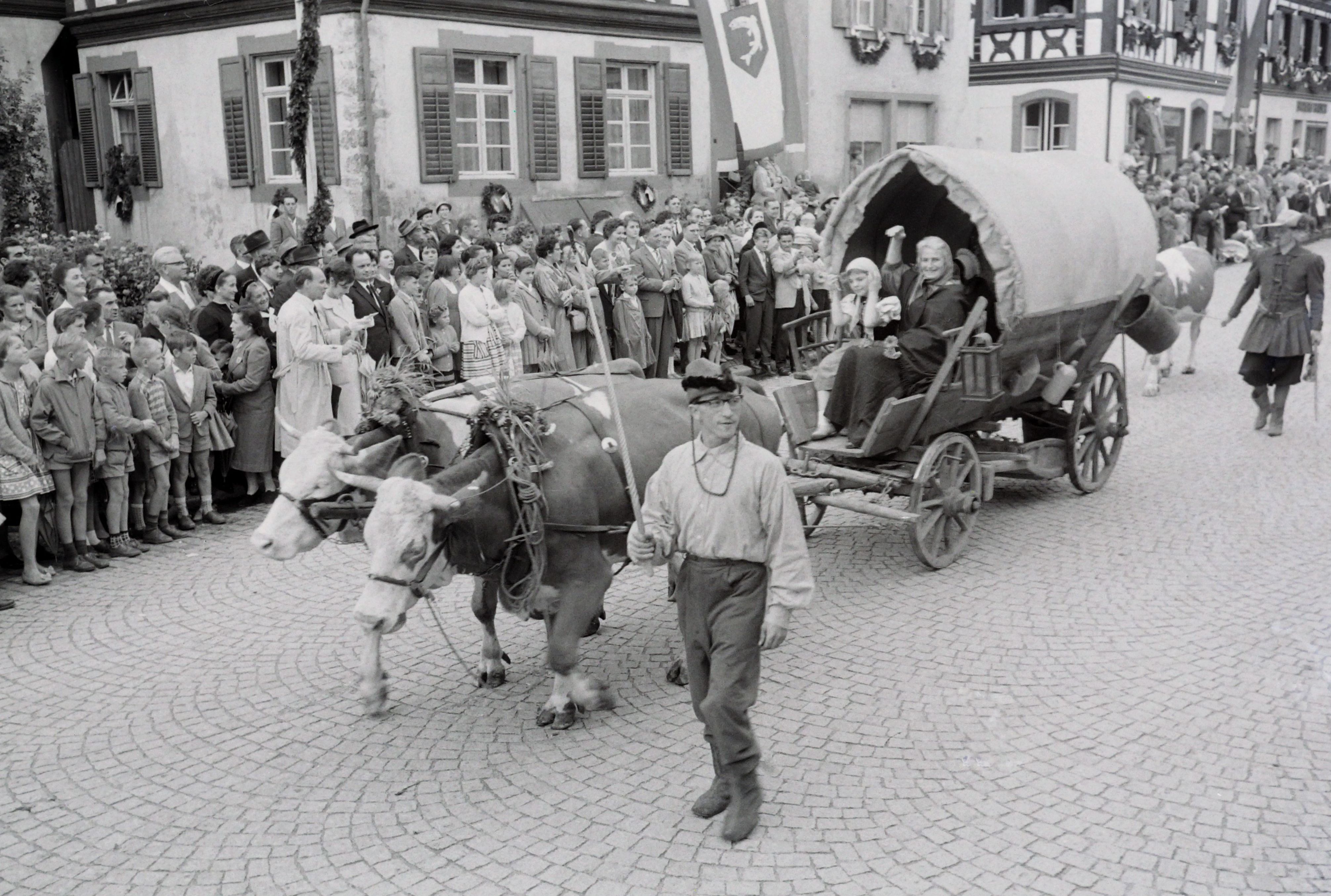 Kühe ziehen einen Planen-Wagen mit einer älteren Frau und Kind
