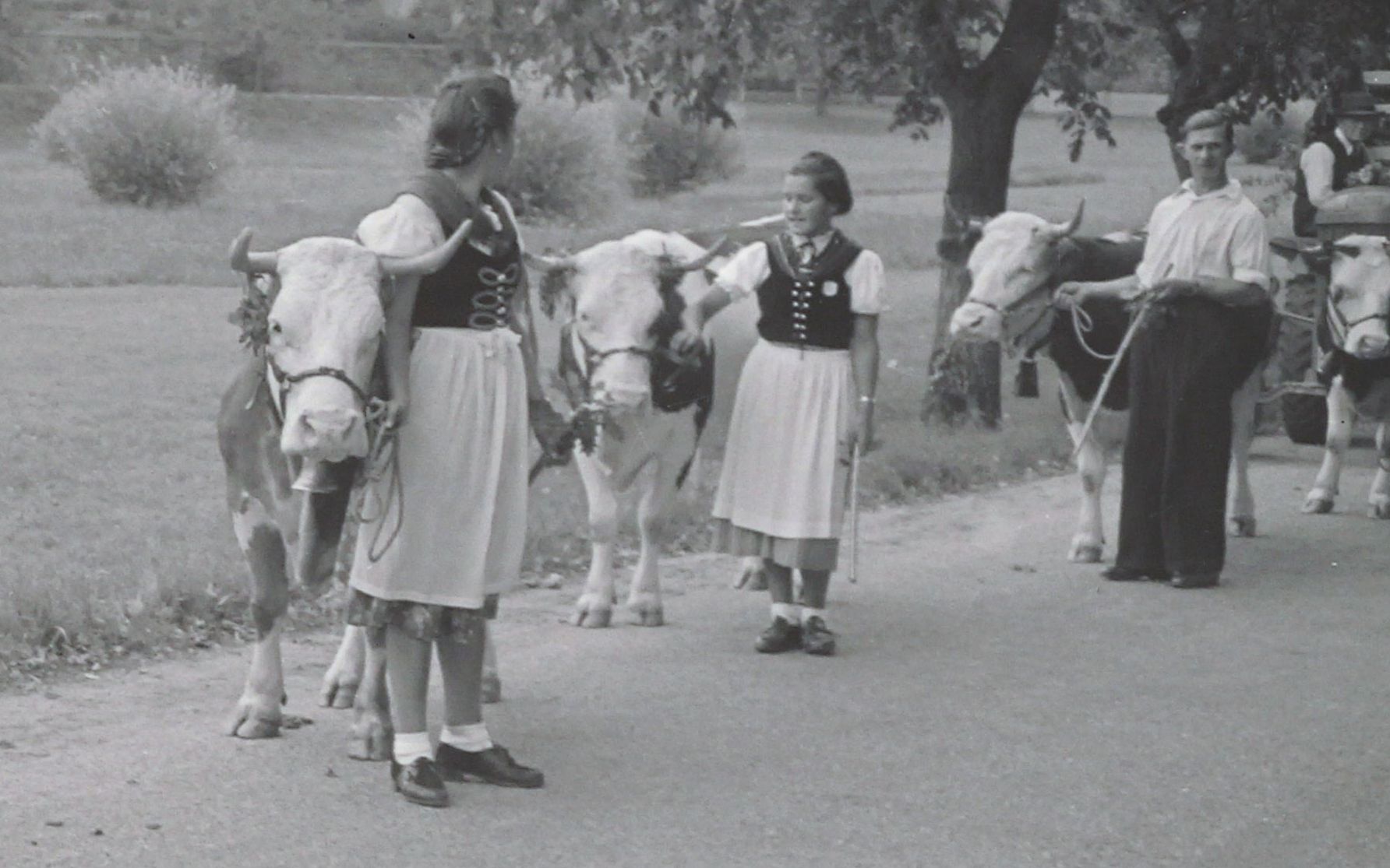 Zwei junge Frauen in Tracht mit ihren Kühen, Die Kühe haben Hörner.