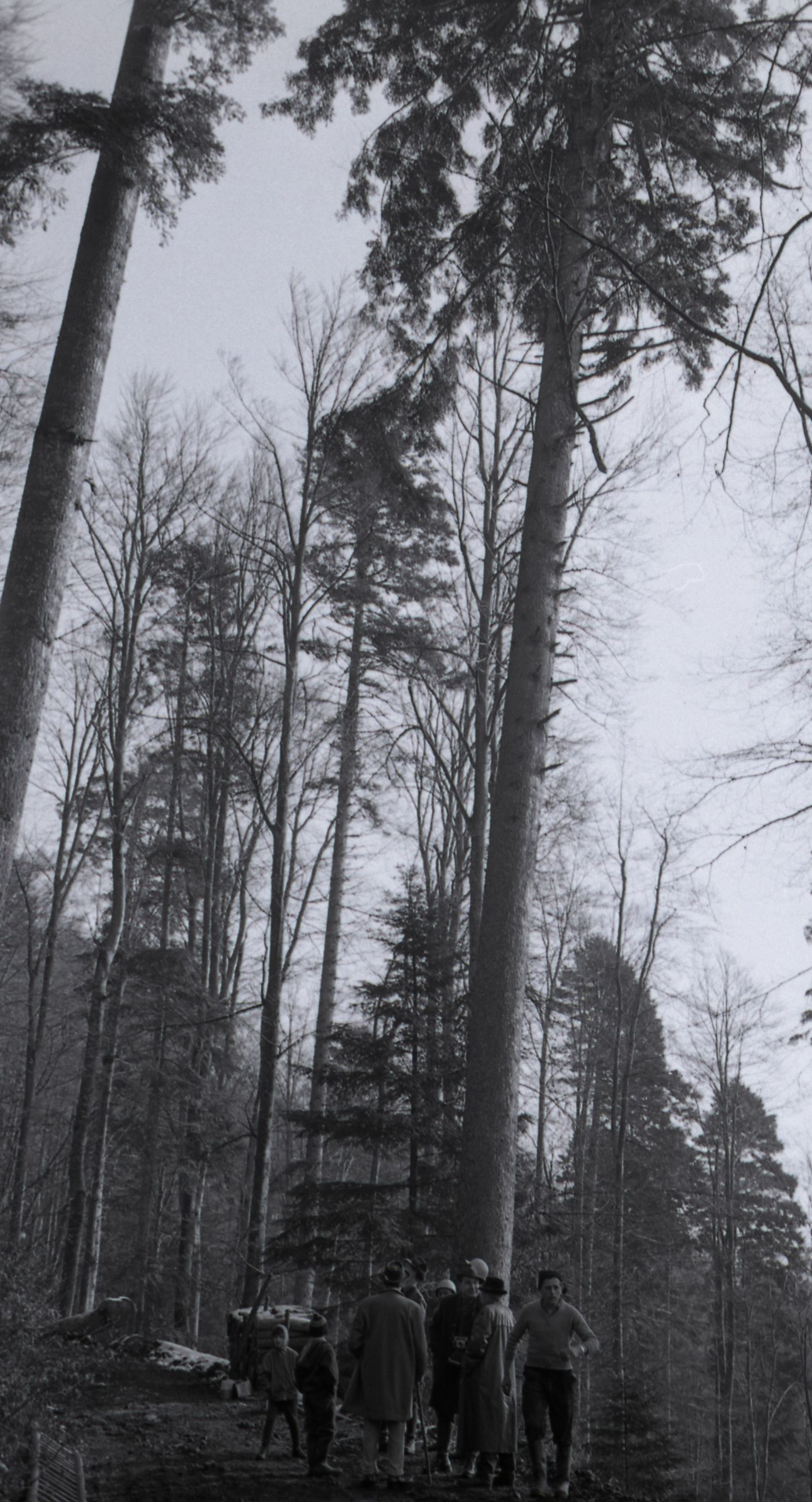 1966, Lagebesprechung vor der Baumfällung