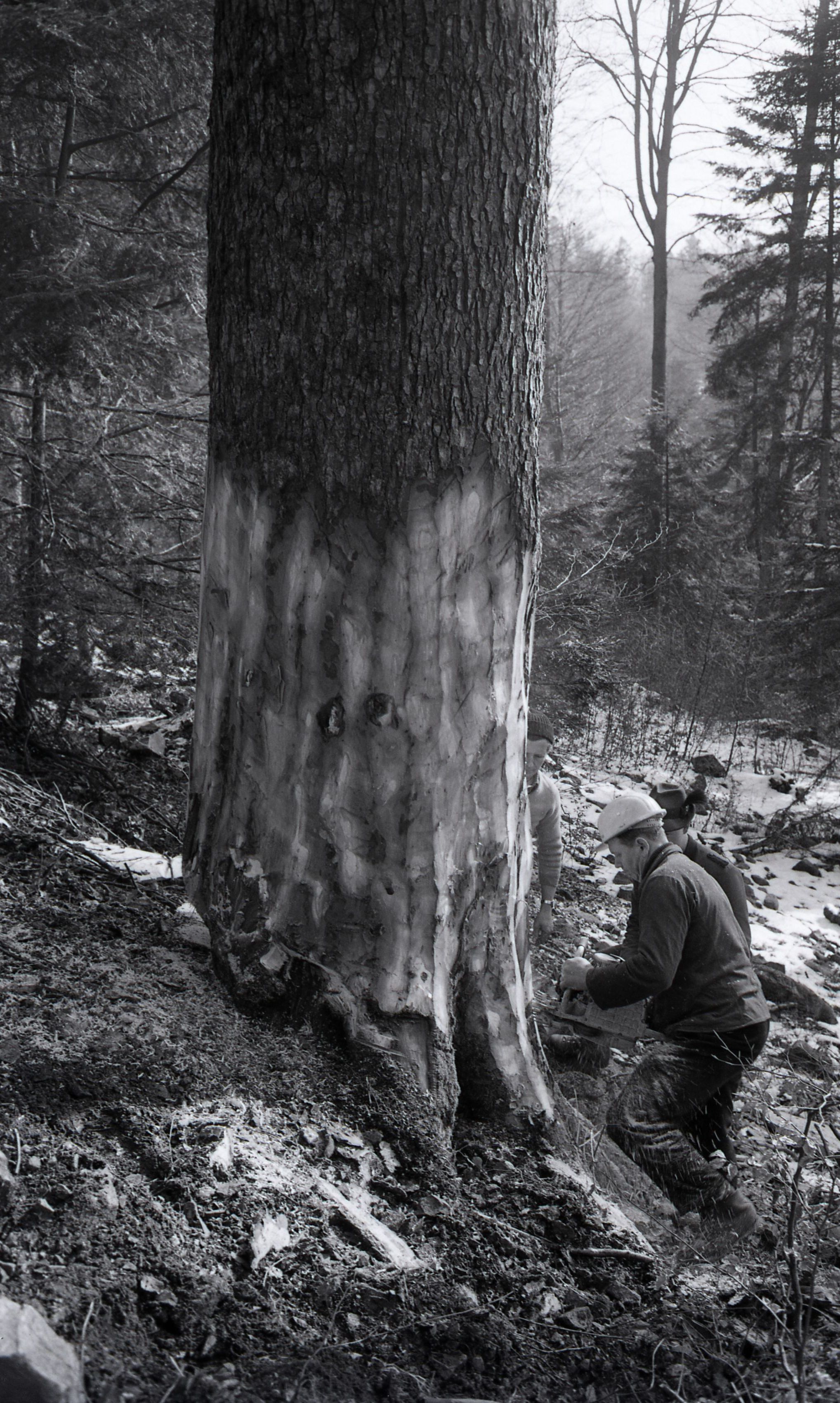 Baumfällung 1966, Bilder von Friedrich Strohm