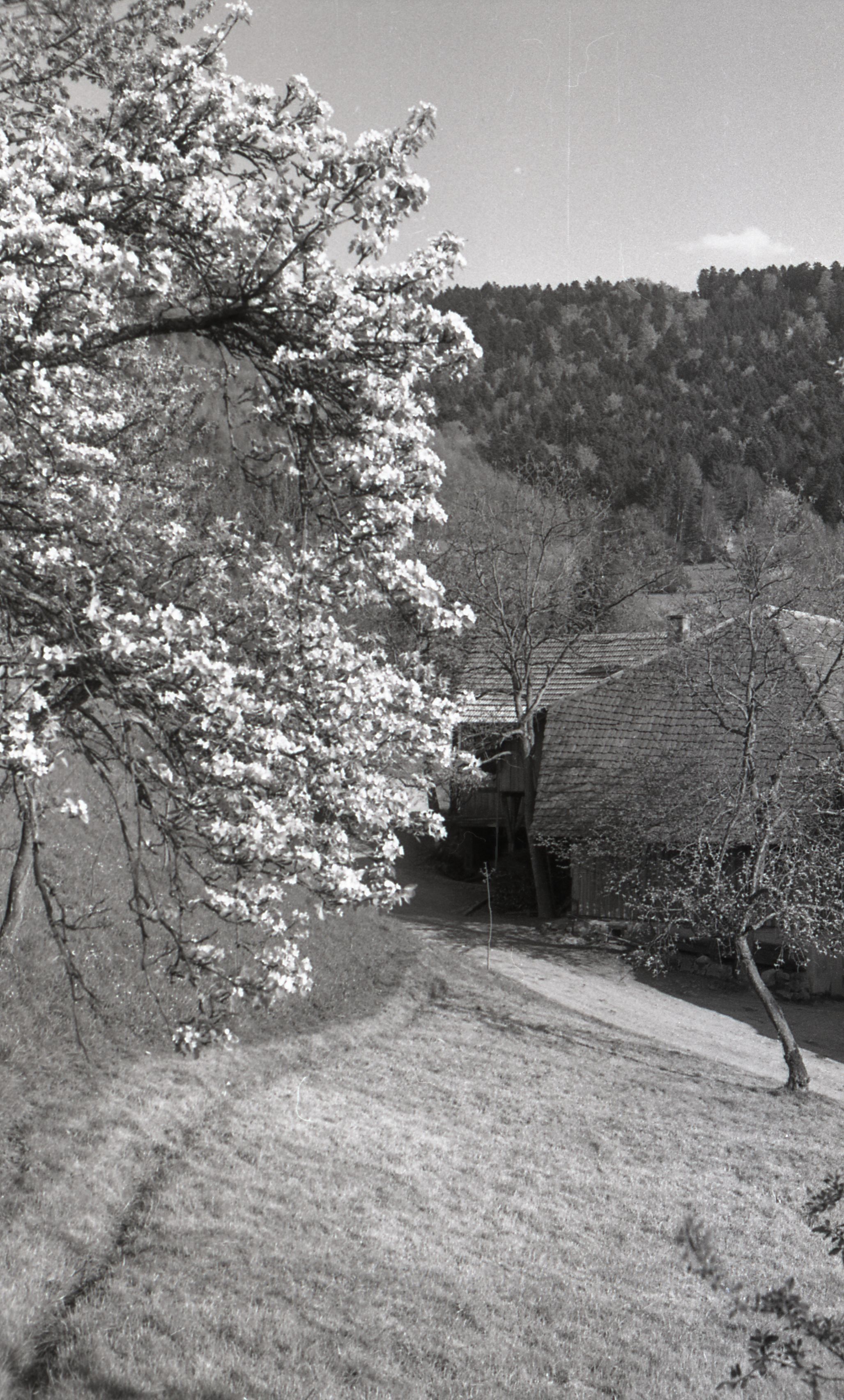 Blühender Baum und Hof 1953, 