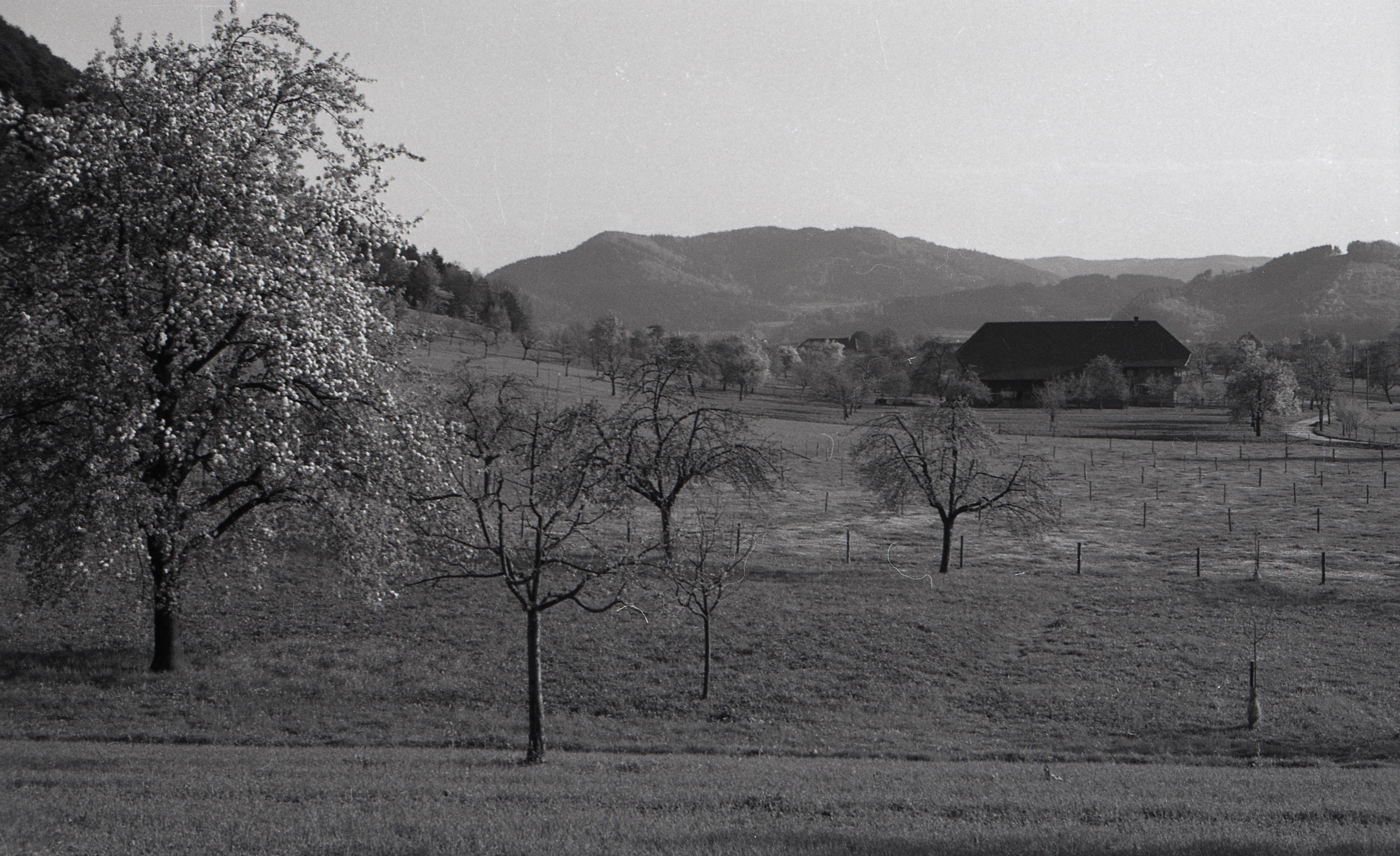 Frühling um Gengenbach,Blick auf einen schön gelegenen Bauernhof 1953